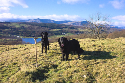 Dogs on Hill